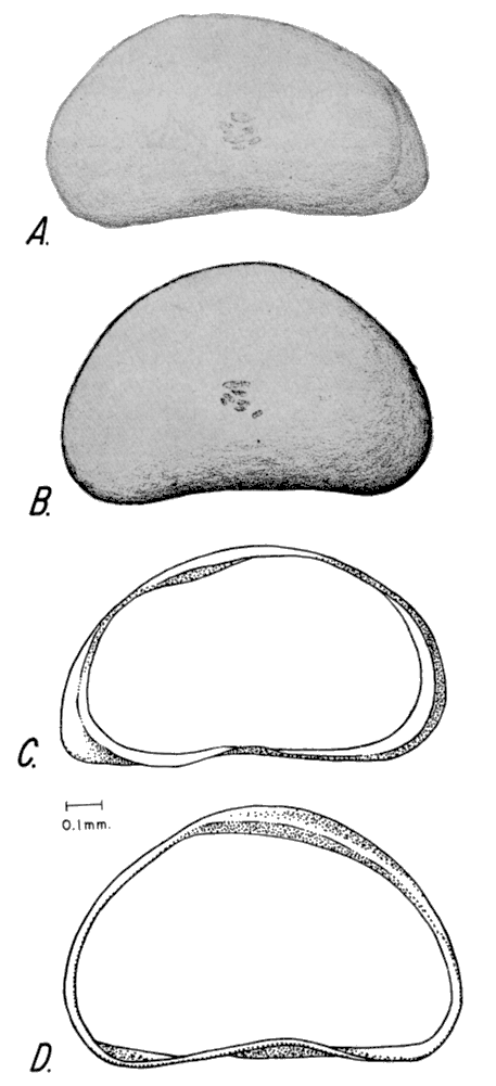 Drawings of Potomocypris smaragdina.