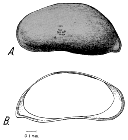 Drawings of Candona caudata.