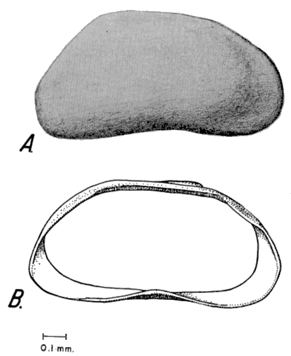 Drawings of Candona crogmaniana.