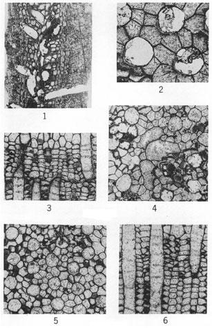 6 thin sections