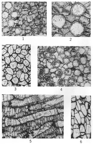 6 thin sections