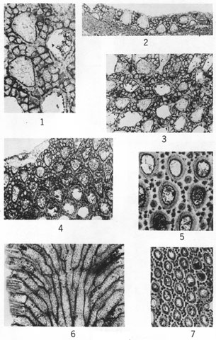 7 thin sections