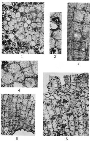 6 thin sections