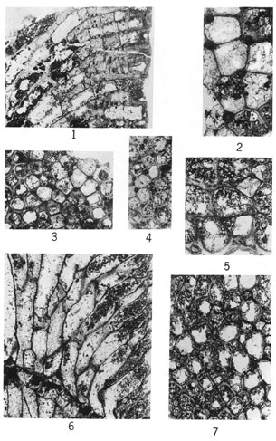 7 thin sections