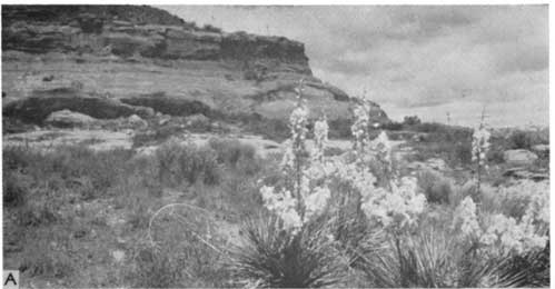 Black and white photo of cliff above desert floor; blooming yuccas in foreground.
