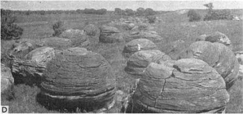 Black and white photo of pasture filed with large spherical concretions, each as tall as a person.