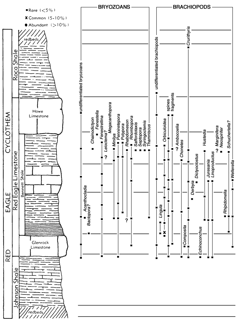 location of bryozoans and brachiopods in Red Eagle cyclothem.