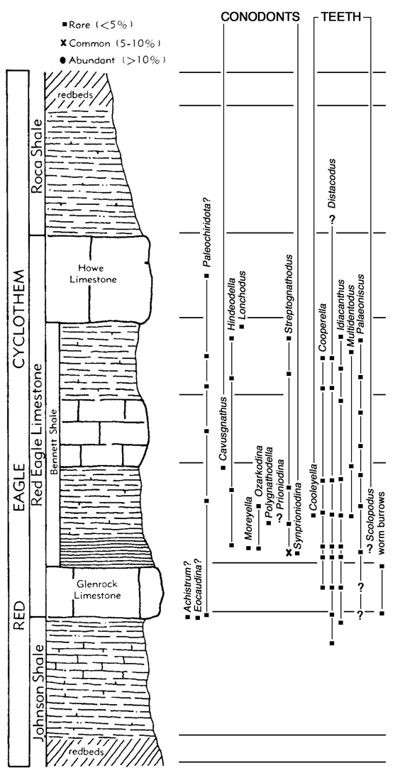 location of conodonts and teeth in Red Eagle cyclothem.