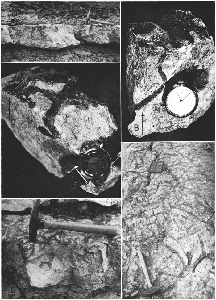 Five black and white photos; A: stongly bedded limestone, about a foot thick, with flat top and undulating bottom; B: small sample, pocket watch for scale, showing black burrow (cm in width) in gray rock; C, another burrow example; D, outcrop showing burrows more dark gray than black; E, light gray outcrop with channels and trails