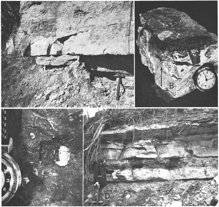 Four black and white photos; A: upper unit very rigid, 2 feet or more thick, lower is more shaly, erodable; B: small sample, pocket watch for scale, showing black burrows in gray rock; C, small fossil, no more than half an inch high, in dark gray matrix; D, outcrop, person for scale, two limestones with shale bed inbetween, total size 5-6 feet thick