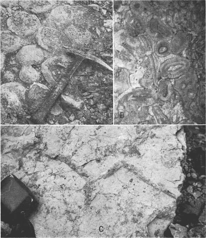three black and white photos; first has round algal buns, 6 to 8 inches in diameter, rock hammer for scale; second is thin section showing fossil fragments; third is light gray limestone bed, camera case or scale.
