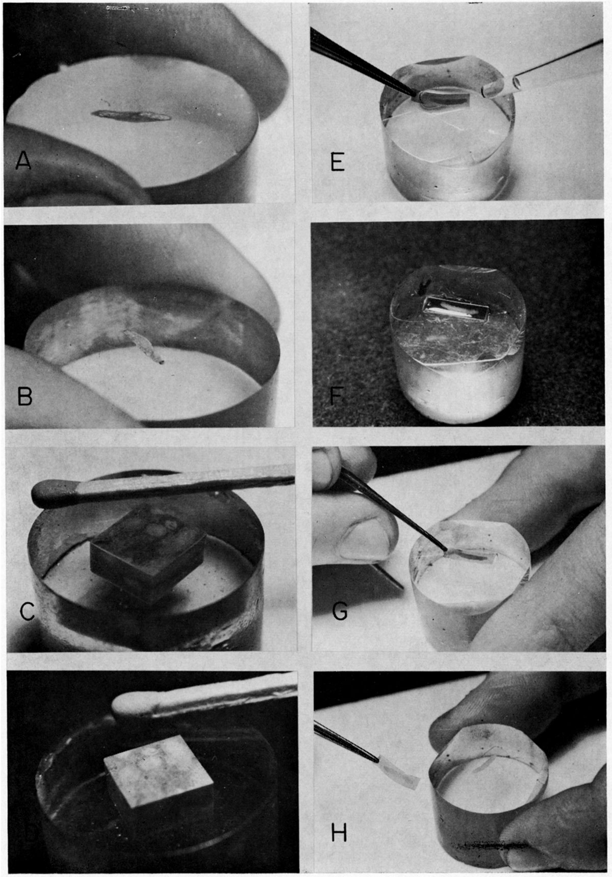 Photograph showing ground, polished, and etched surfaces of epoxy plugs and how plastic film is applied and removed from an etched surface.