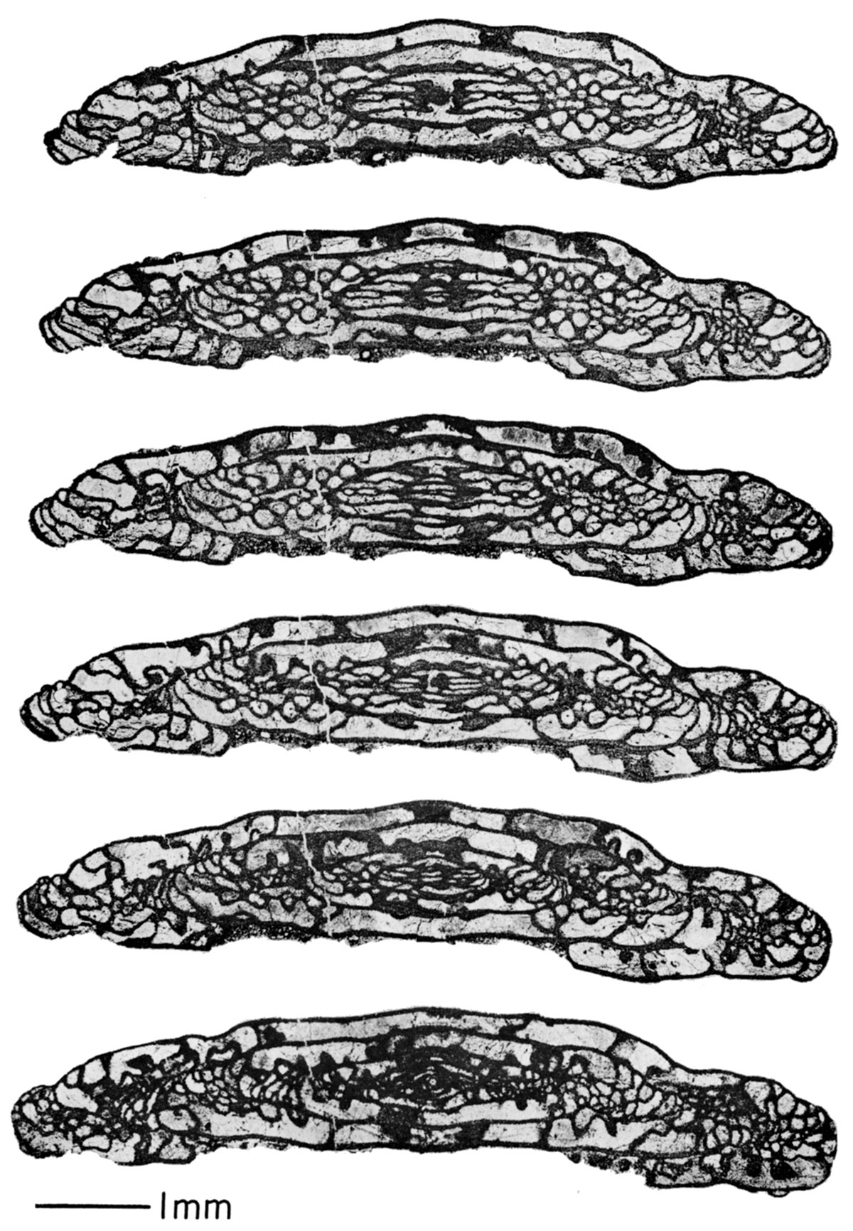 Photomicrographs of serial peels of <i>Triticites ohioensis</i> Thompson, from Johnson County, Kansas.