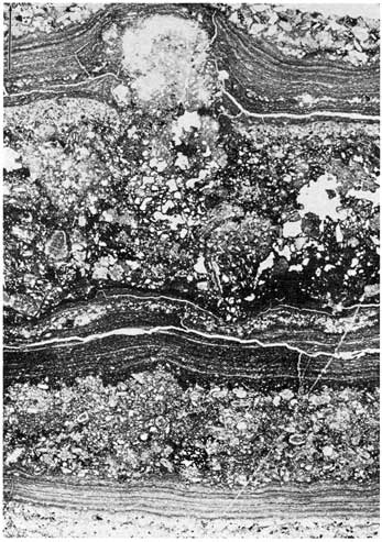 black and white photo of thin section; described in caption