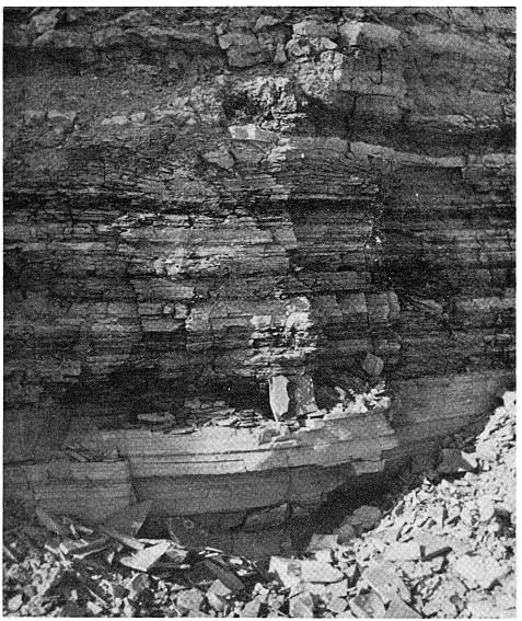 outcrop is about 6 feet high; many thin beds above more massive bed