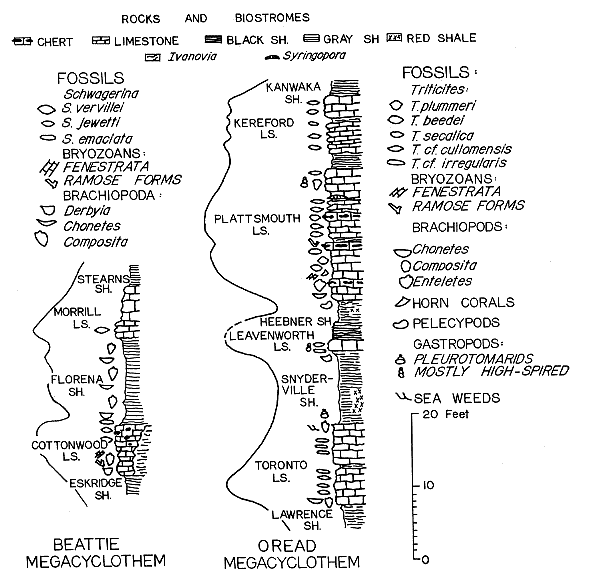 Comparison of fossils found in Beattie and Oread Megacyclothems