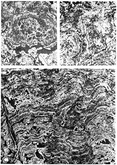 Three black and white close-ups, features described in caption. Scanned at same scale as in book.