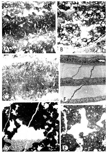 Six black and white thin-sections and close-ups, features described in caption. Scanned at same scale as in book.