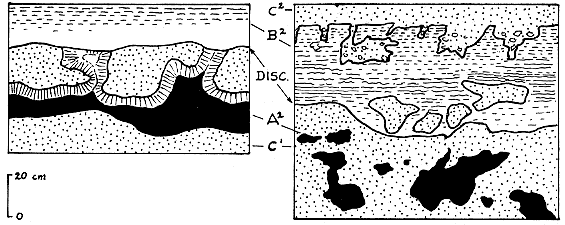 Two black and white drawings; showing about 80 cm (left) and 120 cm (right) of outcrop.