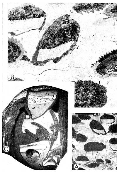 Three black and white photos of brachiopods, features described in caption. Scanned at same scale as in book.