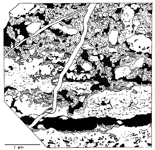 Black and white drawing of specimen shown in Fig. 22b