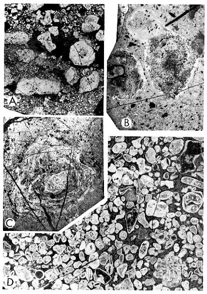Four black and white photos of subtidal deposits, features described in caption. Scanned at same scale as in book.