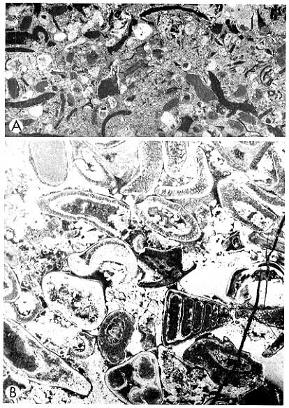 two black and white photos of subtidal sediments; fossiliferous calcarenites, features described in caption. Scanned at same scale as in book.