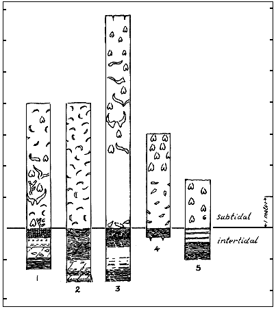 five sections split into subtidal and intertidal phases, shows rock types and fossils found