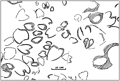 drawing of megalodonts on bedding parallel surface