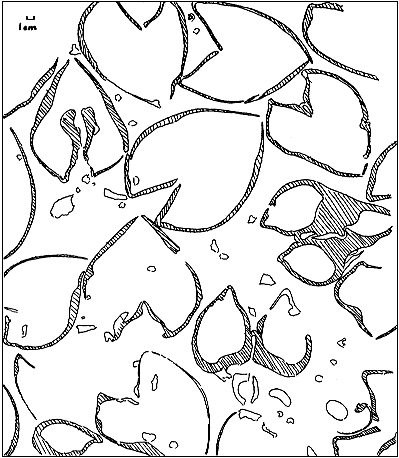 drawing of megalodonts on bedding plane parallel slab