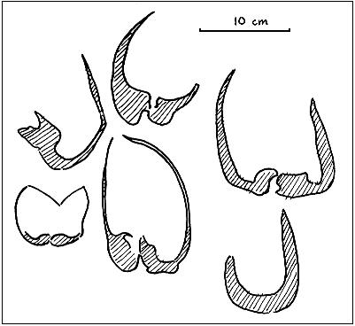 megalodonts, pelecypods in vertical section