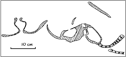 giant megalodonts in vertical section, drawn from photo