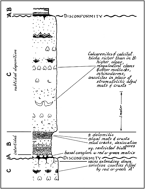 detailed representation of ideal Lofer cyclothem