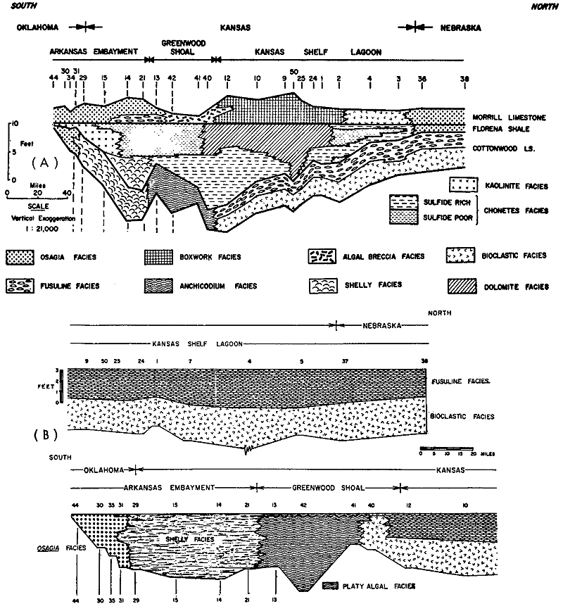 Morrill thickest in Wabaunsee and Chase counties, also in Cowley and south into Oklahoma; Cottonwood changes from Fusuline and Bioclastic facies in Kansas to Platy Algal and Shelly in southern Kansas, Osagia in Oklahoma.