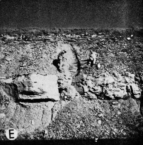 black and white photo, outcrop of Cottonwood is about 6 feet high