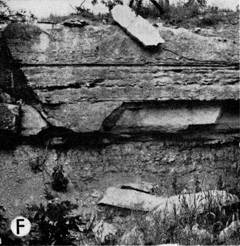 black and white photo of Cottonwood LS; massive, blocky, with chert in horizontal bands