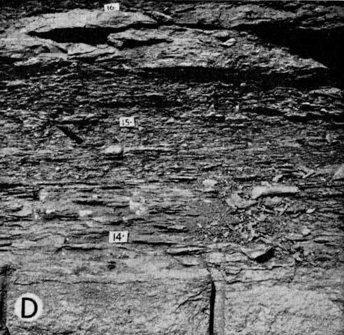black and white photo, outcrop of Florena is 14-16 inches thick