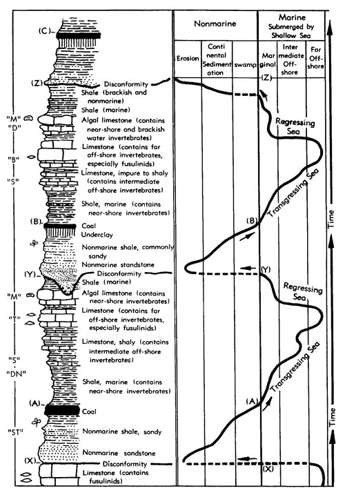 generalized lithologic section compared to sea-level curve, with associated ecosystems