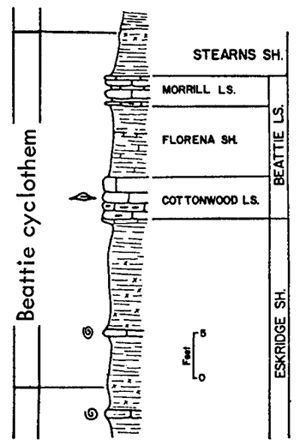 Beattie cyclothem includes Stearns Sh. (top), Beattie Ls. (Morrill Ls., Florena Sh., and Cottonwood Ls.), and Eskridge Sh. (bottom).