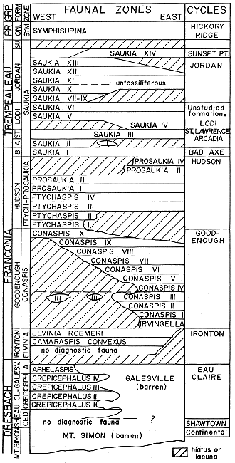 figure shows how rock units, faunal zones in east and west, and sedimentary cycles are related