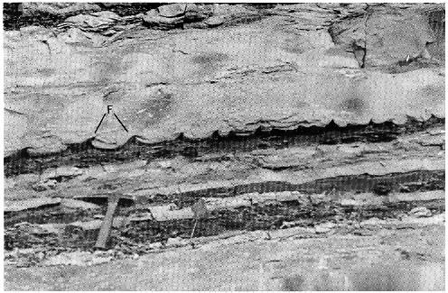 black and white photo of 5-foot outcrop, at base of sandstone are groove casts (slumped area between pointed highs), flame casts are more pointed and curled, like shape of flame