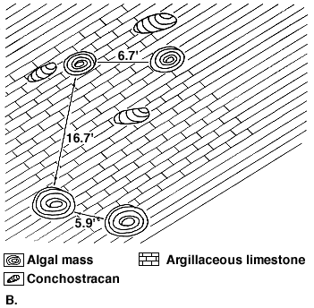 map view showing relationships of algal masses to each other; masses are 6 to 16 feet apart in this example; conchostracans in between