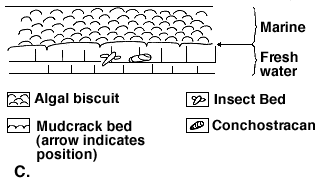 marine algal bed overlies freshwater limestones; conchostracans and insects found in freshwater zone; mudcracks between