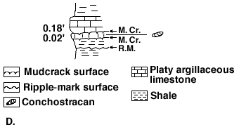 shale above .18 foot limestone; mudcracks above and below .2 foot limestone containing conchostracans; two layers of shale at bottom with ripple mark surface within