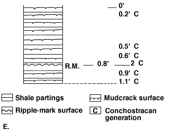 many sets of mudcracks can occur in a short vertical distance