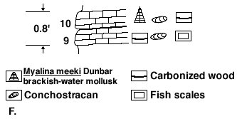 whole unit is .8 foot; upper bed contains brackish-water mollusk underlain by carbonized wood; lower bed has fish scales; both have conchostracans