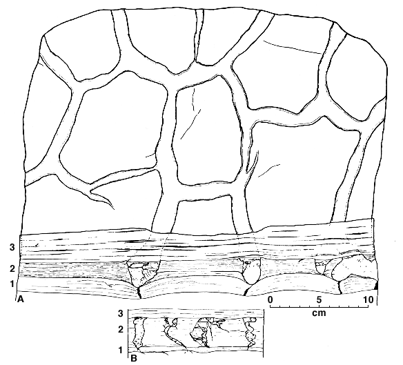 drawing of sample showing shrinkage-crack pattern and casts, in map and cross section view