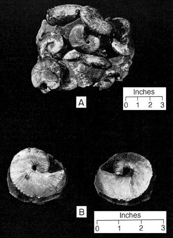 black and white photo of two concretions; upper sample is concretion of many individuals