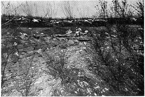 brush-covered outcrop shows dipping beds truncated at surface