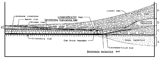 cross section described in caption